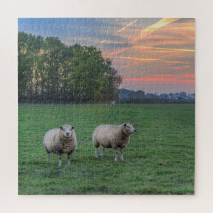 Schafe auf Feld mit Sonnenuntergang Puzzle