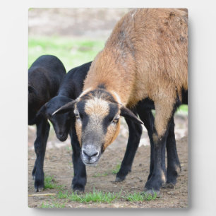 Schafe auf Kamerun mit Lämmern Fotoplatte