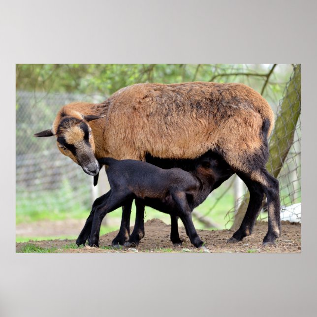 Schafe auf Kamerun und Lammsauger Poster (Vorne)