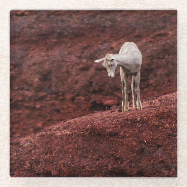 Schafe auf roten Felsen Glasuntersetzer (Vorderseite)