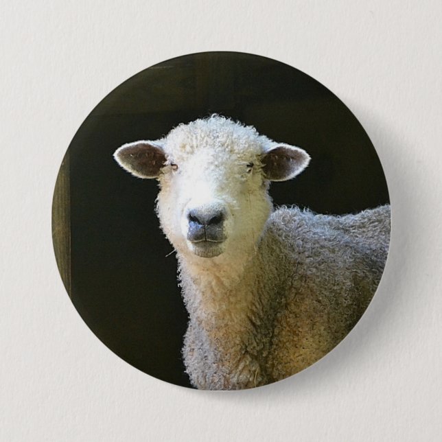 Schafe Button (Vorderseite)