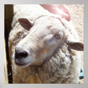 Schafe die guter Schäfer-christliche Poster