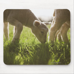 Schafe, die im Gras weiden lassen Mousepad