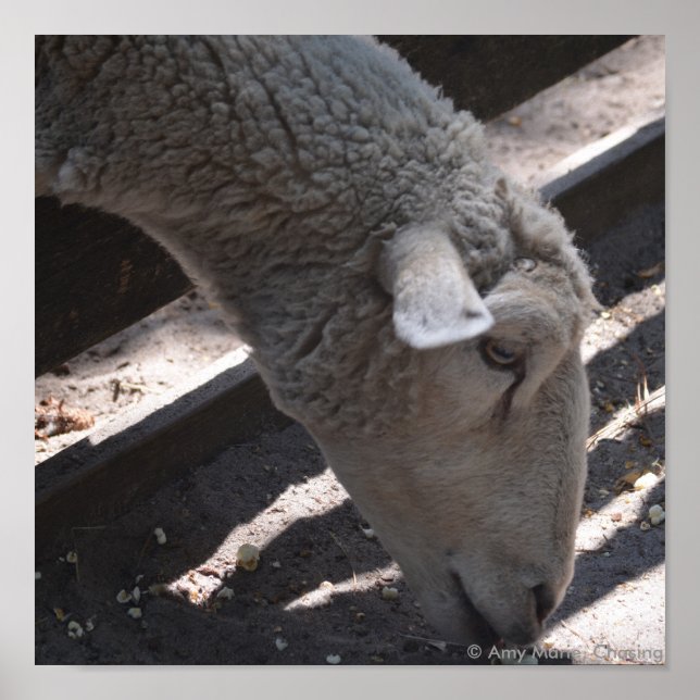 Schafe, die Popcorn essen Poster (Vorne)