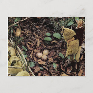 Schafe - einladungspostkarte