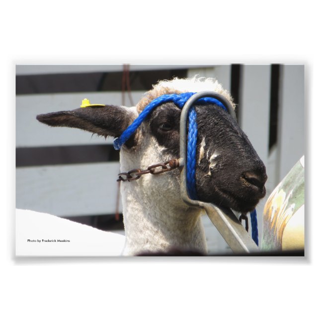 Schafe Fotodruck (Vorne)