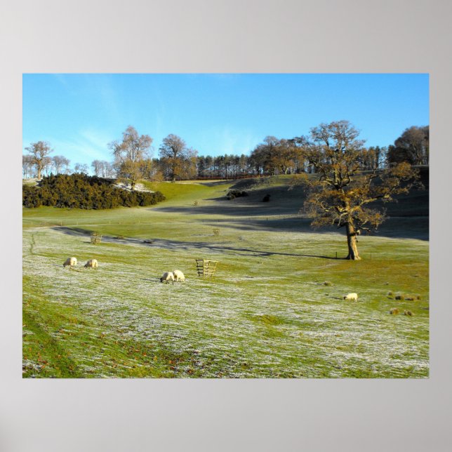 Schafe im frostigen Tal Poster (Vorne)