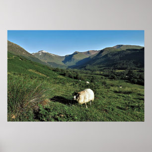 Schafe im Hochland Poster