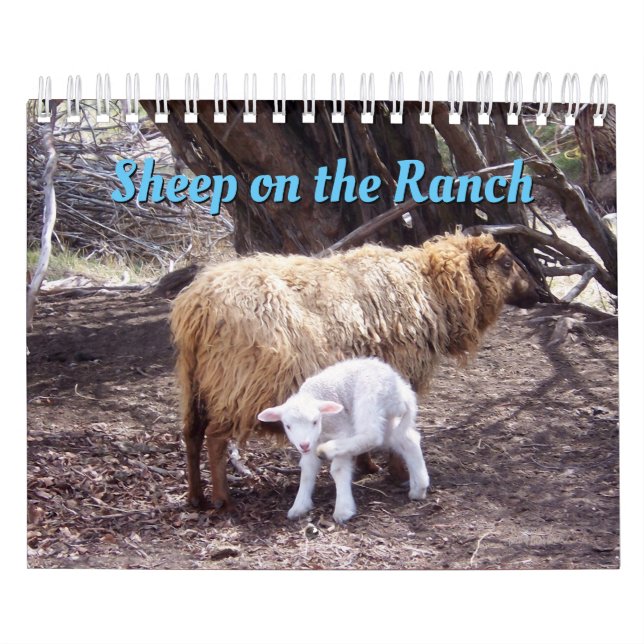 Schafe im Ranch-Kalender Kalender (Titelbild)