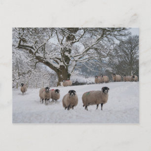 Schafe im Schnee Postkarte