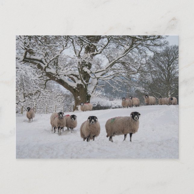 Schafe im Schnee Postkarte (Vorderseite)