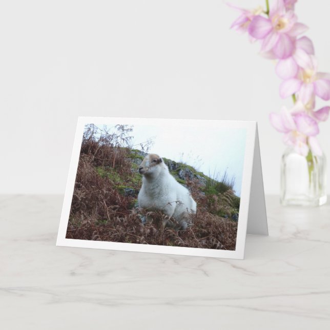 Schafe im Tal von Cwm Llan Karte (Orchidee)