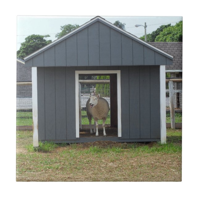 Schafe in BarnHouse Tile Fliese (Vorderseite)