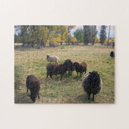 Schafe in der Weide Puzzle