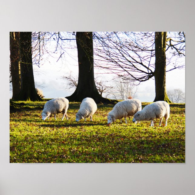 Schafe in der Wintersonne Poster (Vorne)