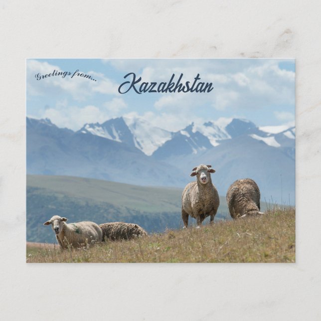 Schafe in Kasachstan Postkarte (Vorderseite)