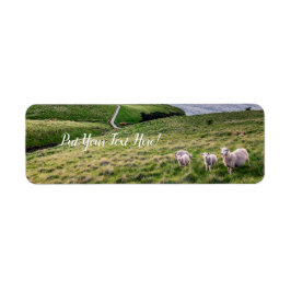 Schafe in Neuseeland | Christchurch Landscape | NZ