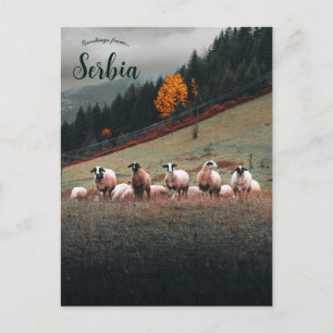 Schafe in Sibirien an einem Berghang an einem bewö Postkarte