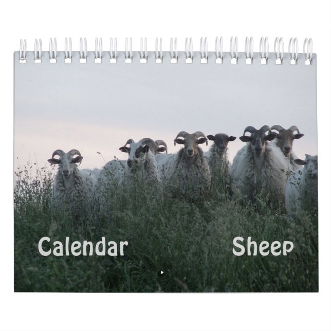 Schafe Kalender (Titelbild)