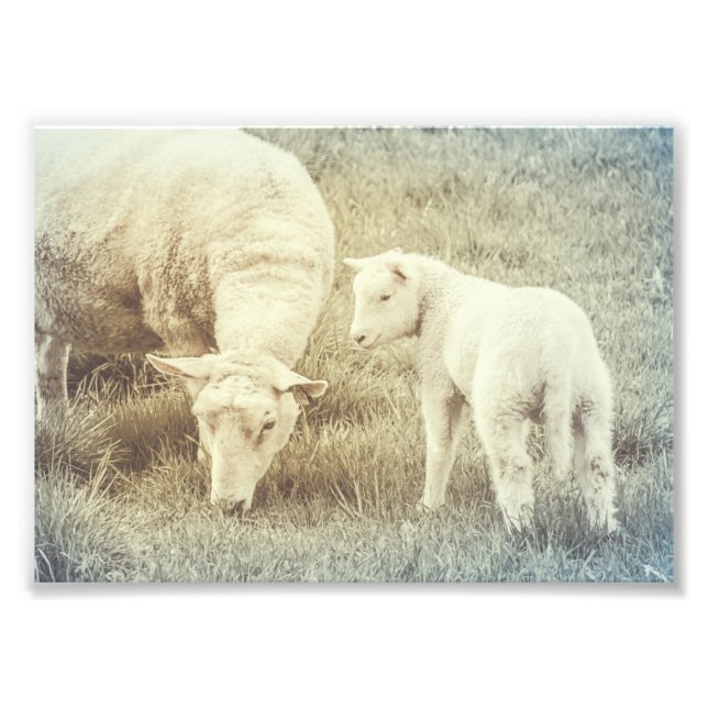 Schafe Lamb Baby Animals Kinderzimmer Fine Art Fotodruck (Vorne)