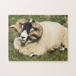 Schafe mit Curly Horns auf Islay, Schottland. Scha Puzzle