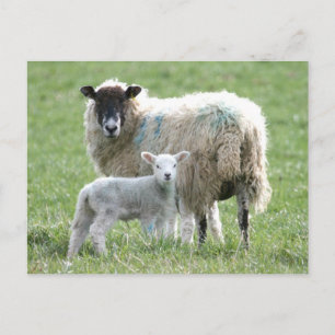 Schafe mit ihrem Lamm Postkarte