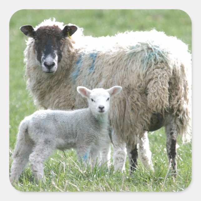 Schafe mit ihrem Lamm Quadratischer Aufkleber (Vorderseite)