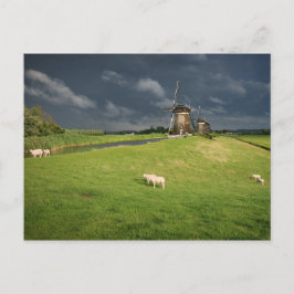 Schafe mit Windmühlen unter dunklen Wolken Postkarte