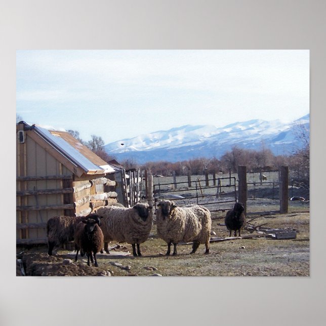 Schafe Poster (Vorne)