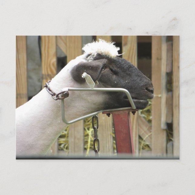 Schafe Postkarte (Vorderseite)