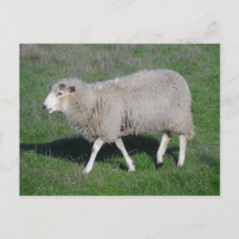 Schafe Postkarte
