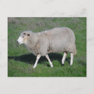 Schafe Postkarte