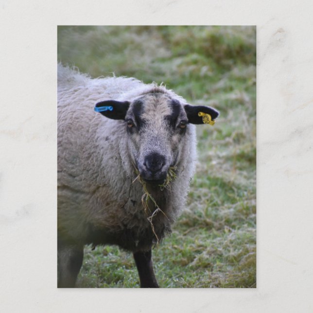 Schafe Postkarte (Vorderseite)