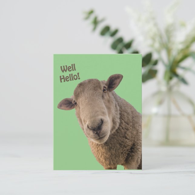 Schafe Postkarte (Stehend Vorderseite)