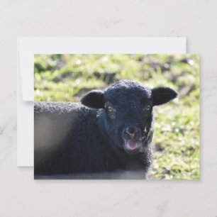 Schafe Postkarte