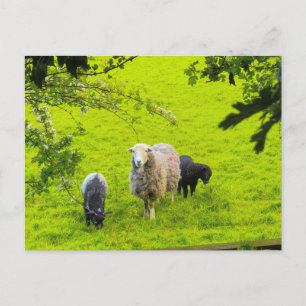 Schafe postkarte