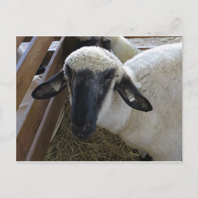 Schafe Postkarte (Vorderseite)