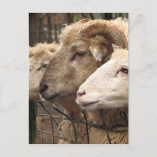 Schafe Postkarte