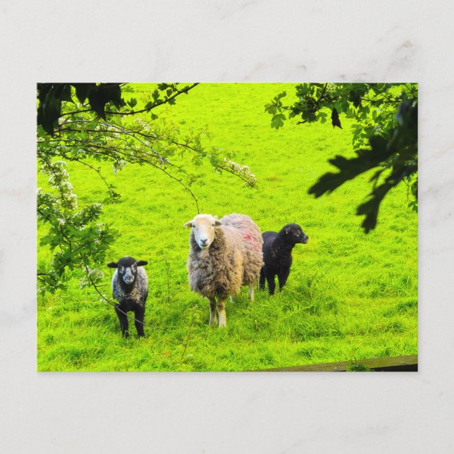 Schafe  postkarte (Vorderseite)