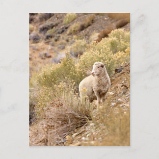 Schafe Postkarte
