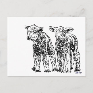 Schafe Postkarte