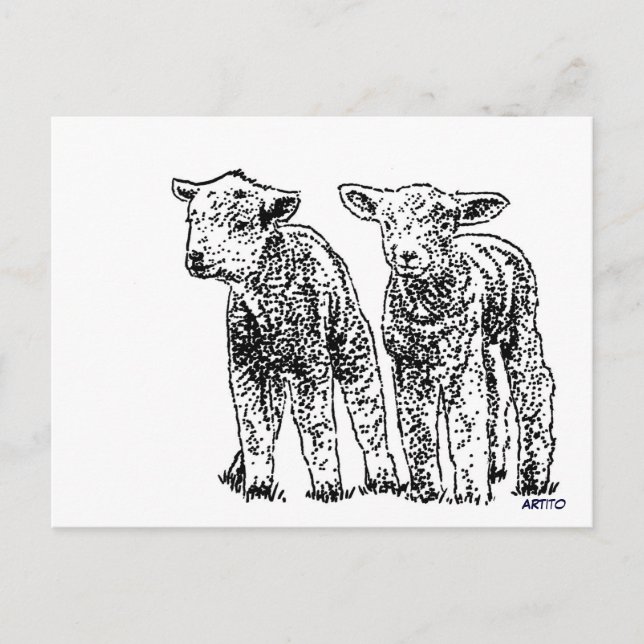 Schafe Postkarte (Vorderseite)