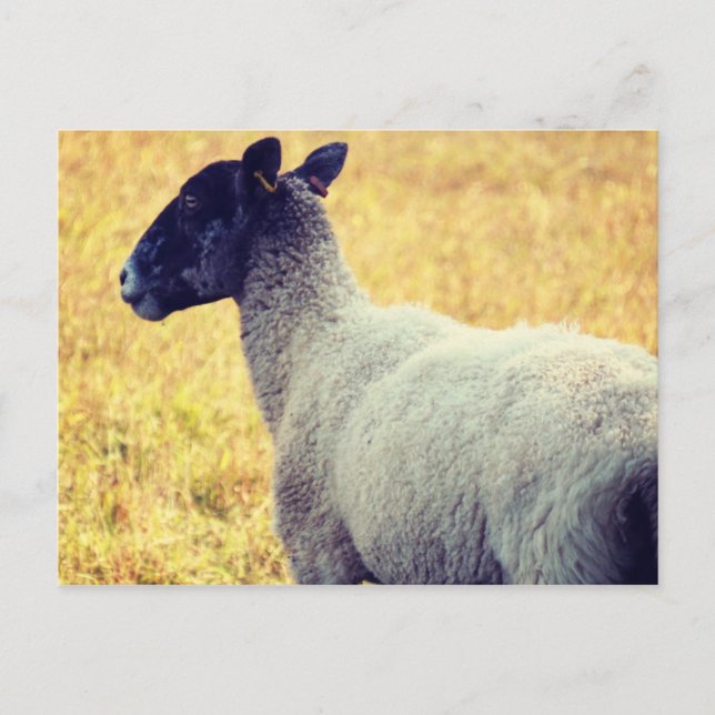 Schafe Postkarte (Vorderseite)
