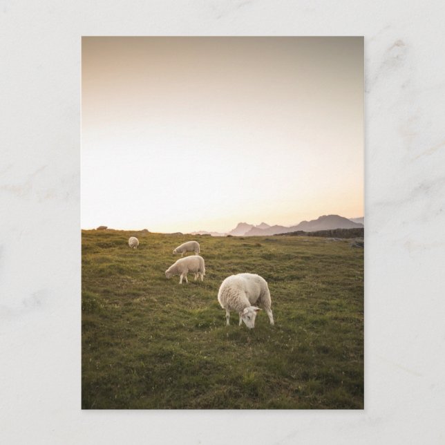 Schafe Postkarte (Vorderseite)