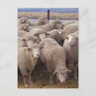 Schafe Postkarte