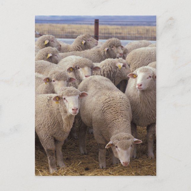 Schafe Postkarte (Vorderseite)
