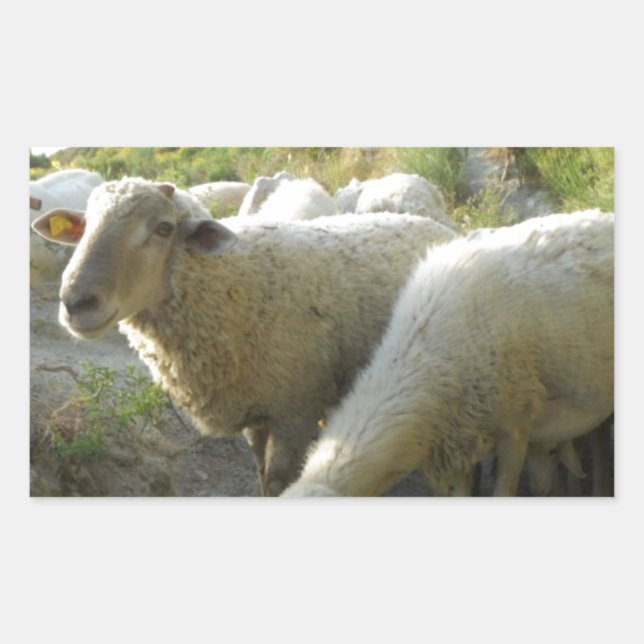 Schafe Rechteckiger Aufkleber (Vorderseite)