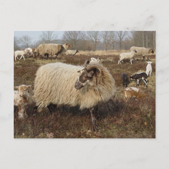 Schafe - Schafe im Feld Heather Postkarte (Vorderseite)
