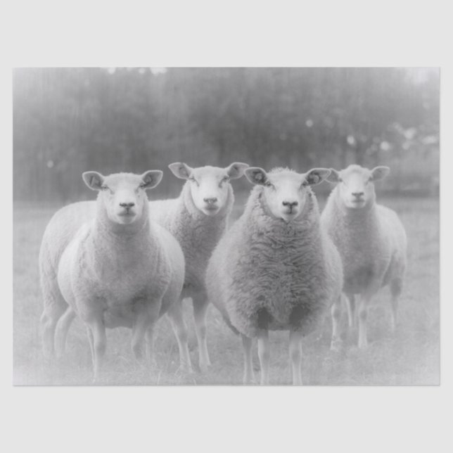 Schafe Seidenpapier (Vorderseite)