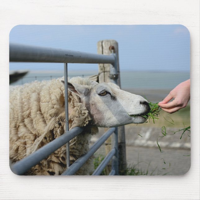 Schafe, Texel, Holland Mousepad (Vorne)